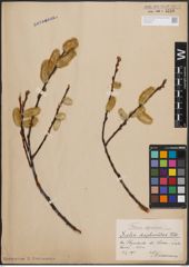 Foto von Salix daphnoides Vill.
